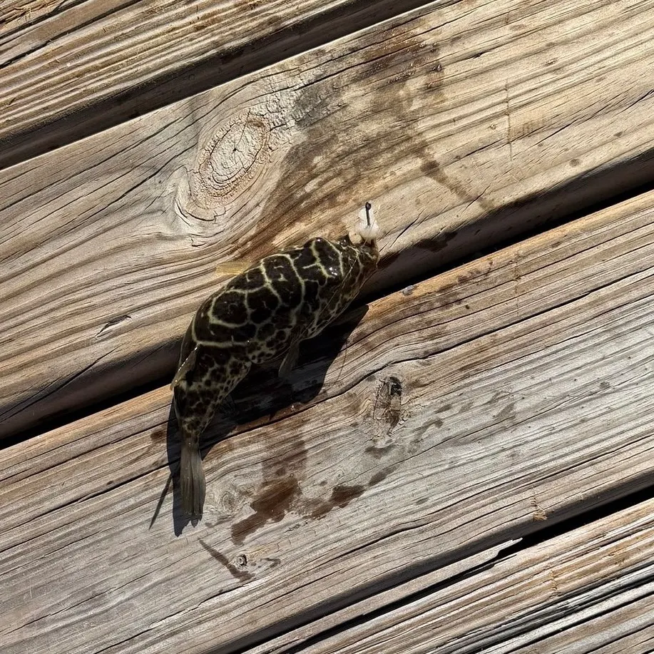 The most recent Spotted green pufferfish catches on Fishbrain