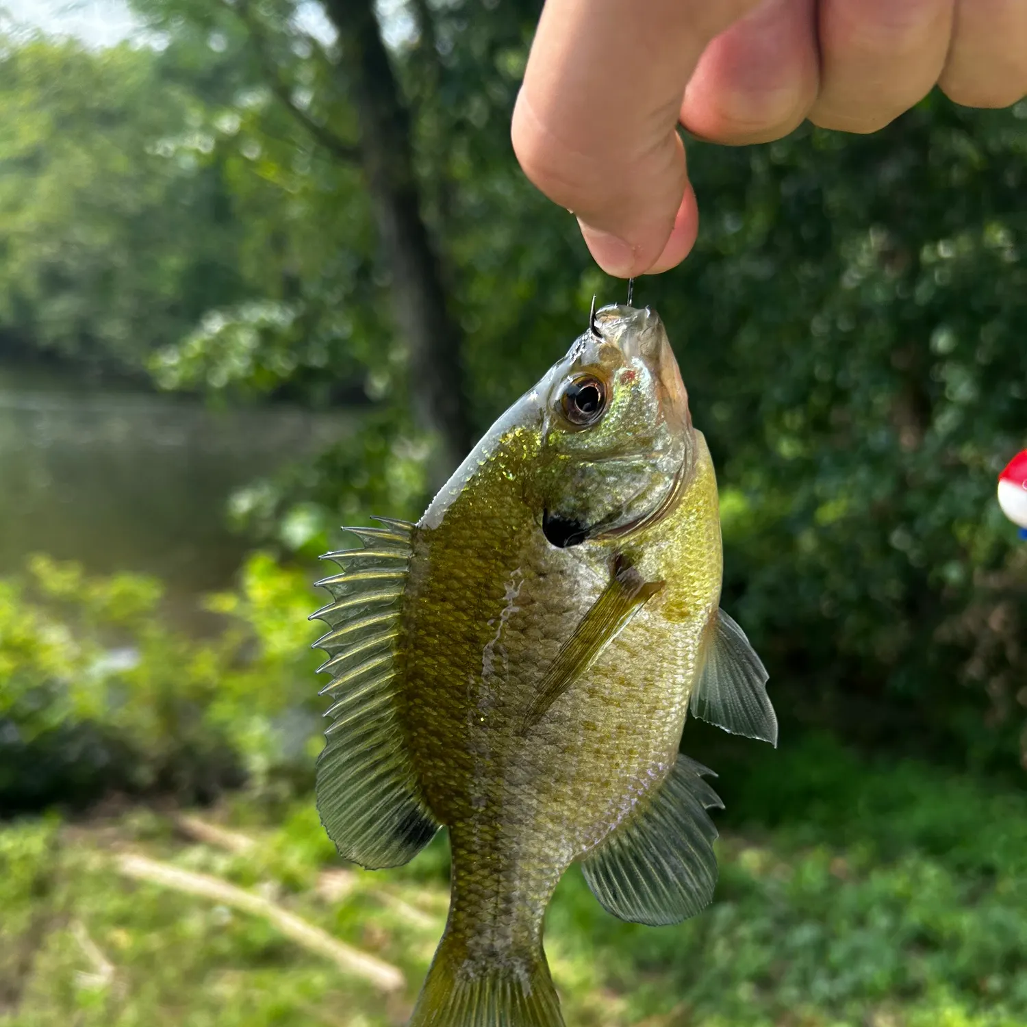 Bluegill caught on Fishbrain