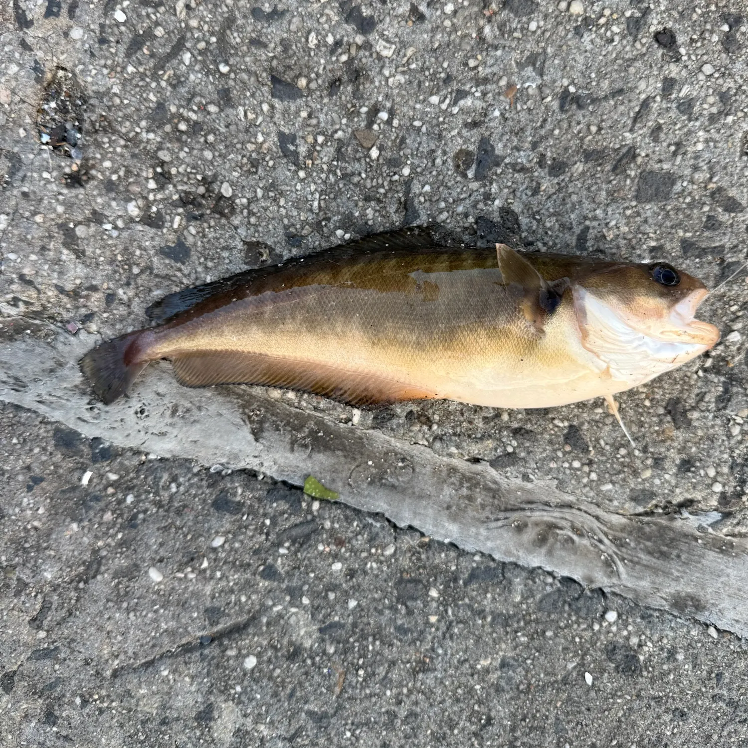 Red codling caught on Fishbrain