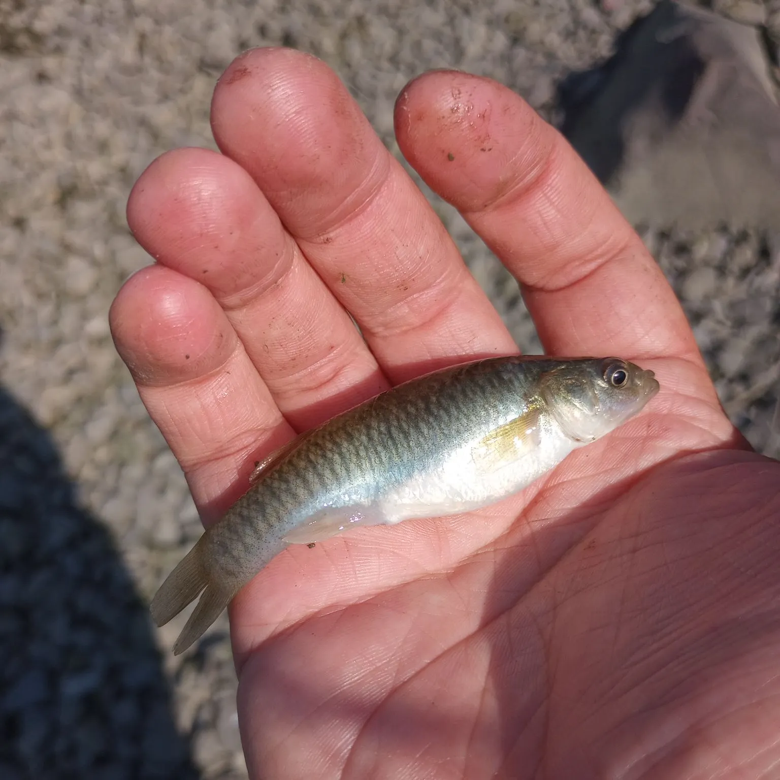 The most recent Mummichog catches on Fishbrain