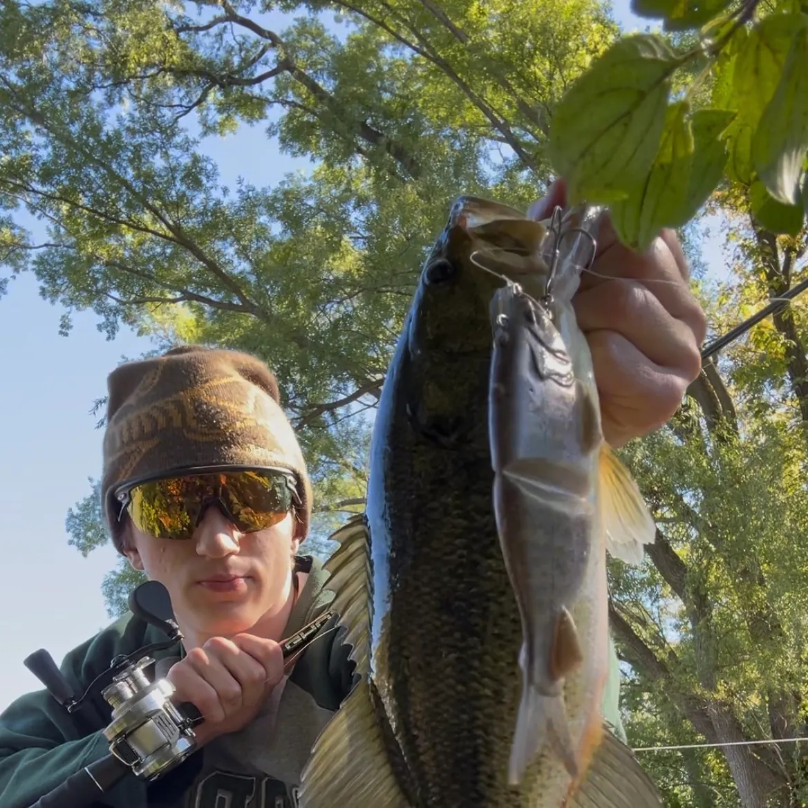 Largemouth bass caught on Fishbrain
