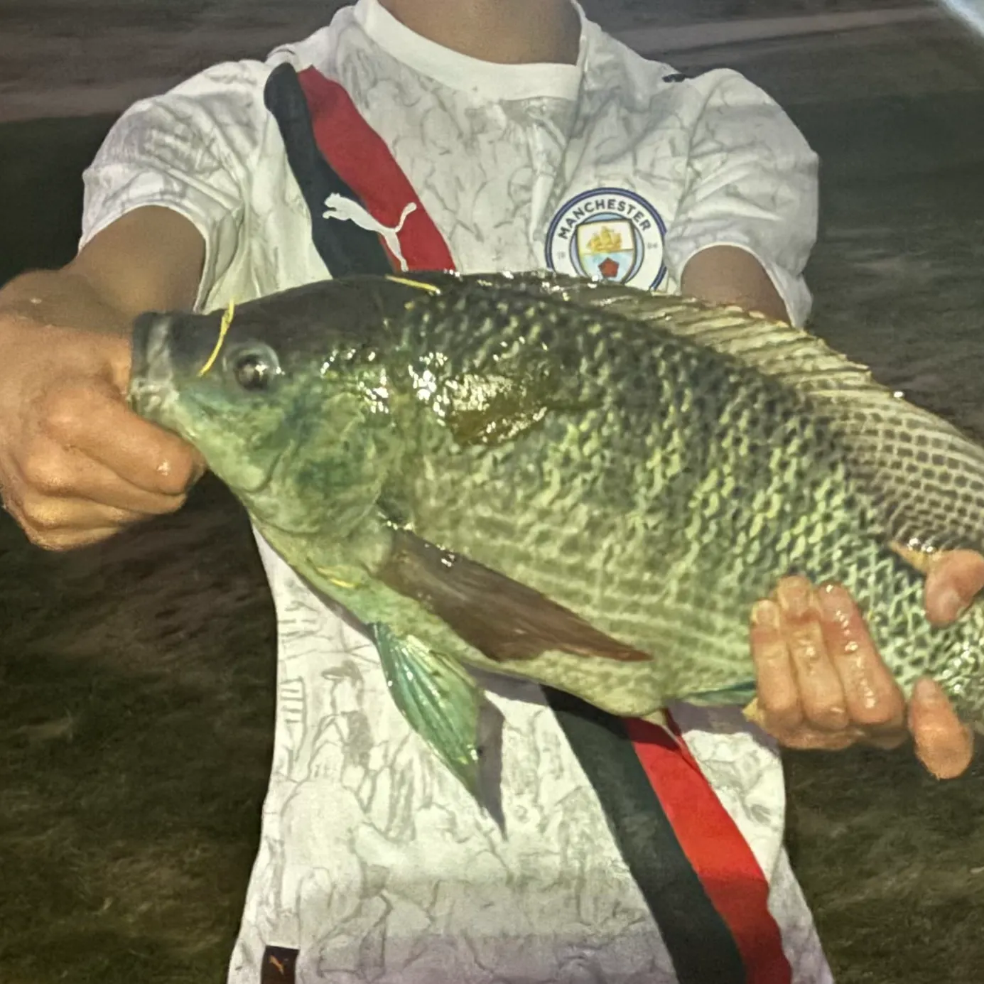 The most recent Blue tilapia catches on Fishbrain
