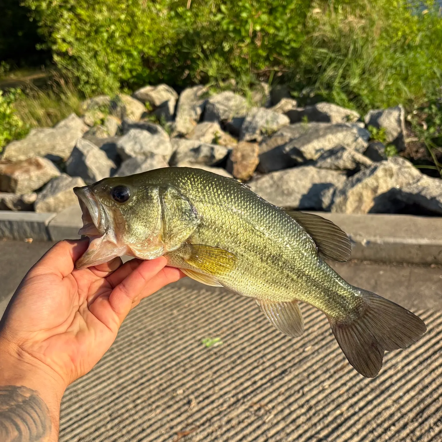 catch
