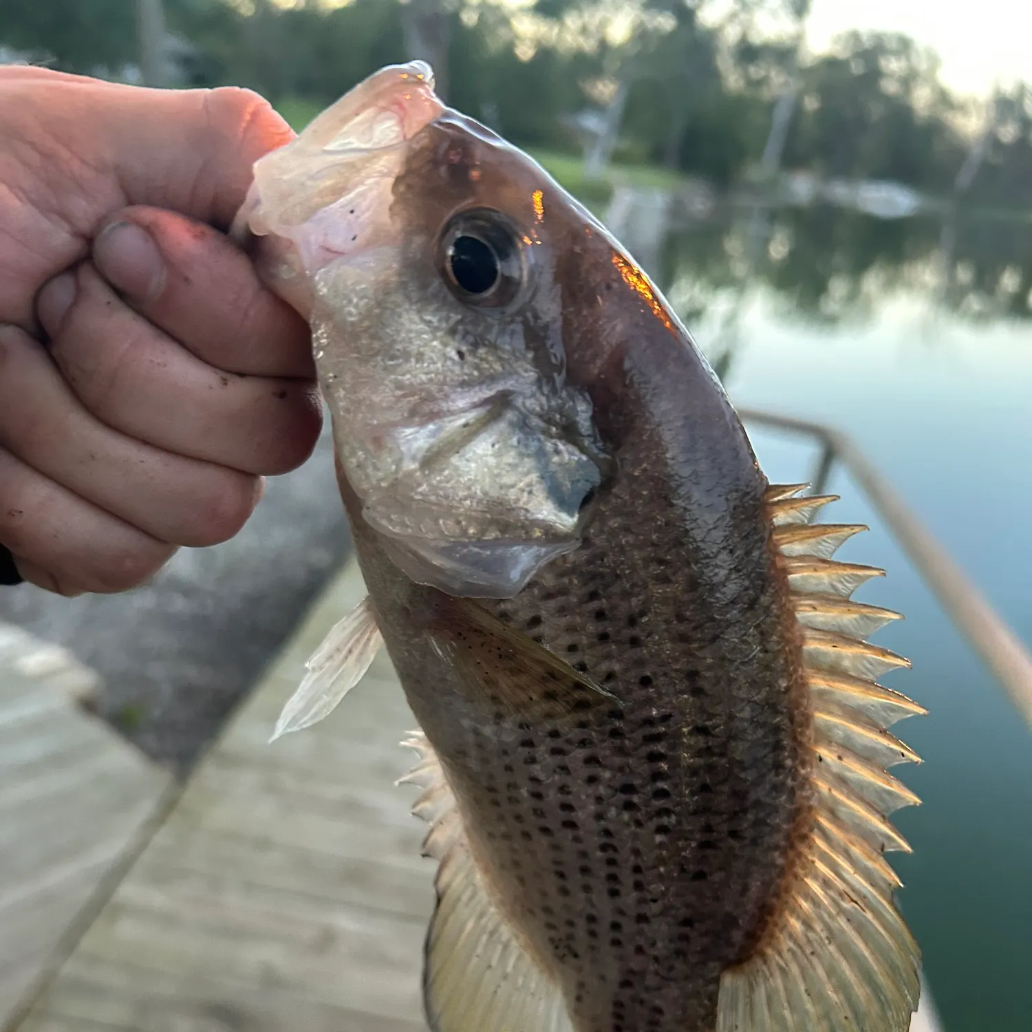 catch