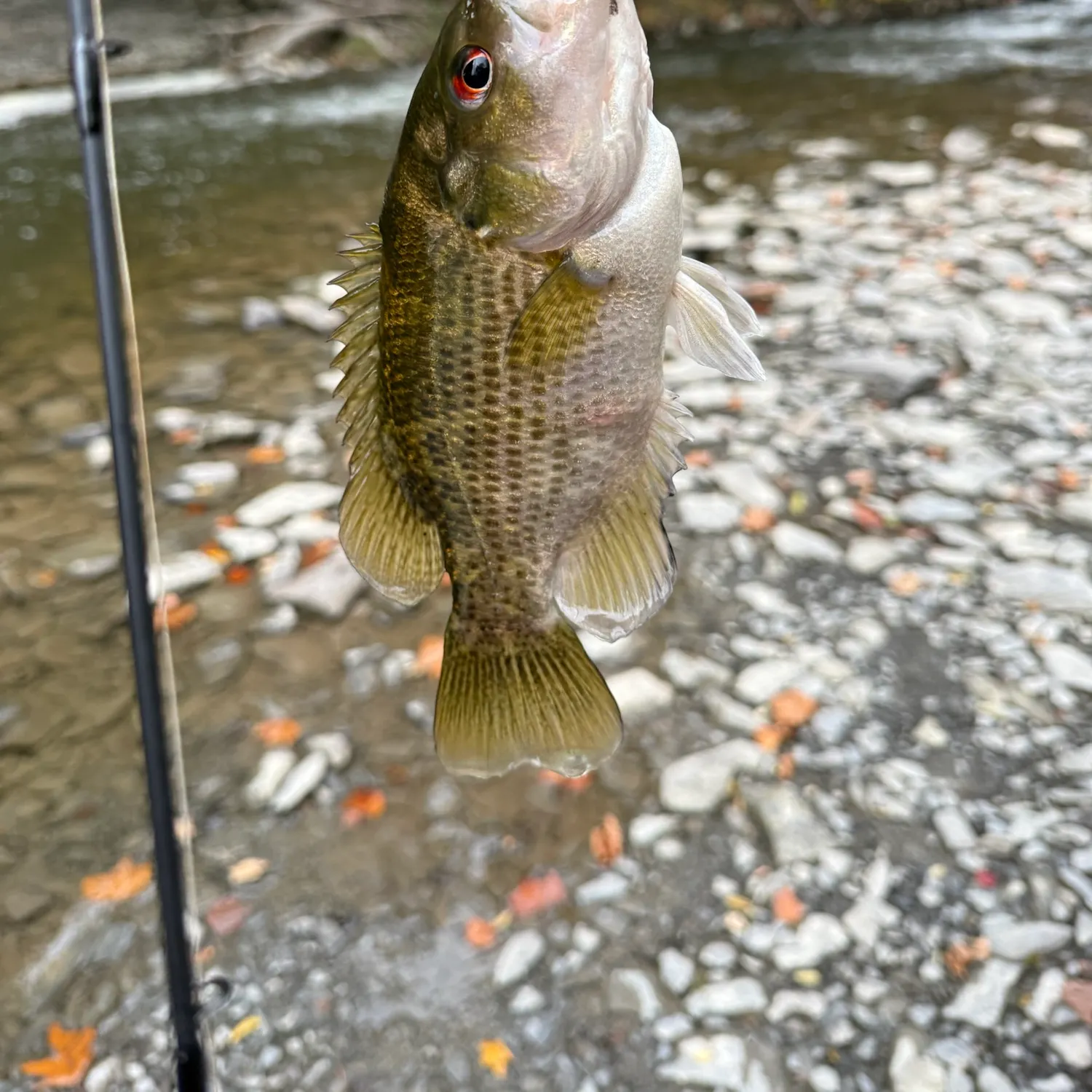 Rock bass caught on Fishbrain