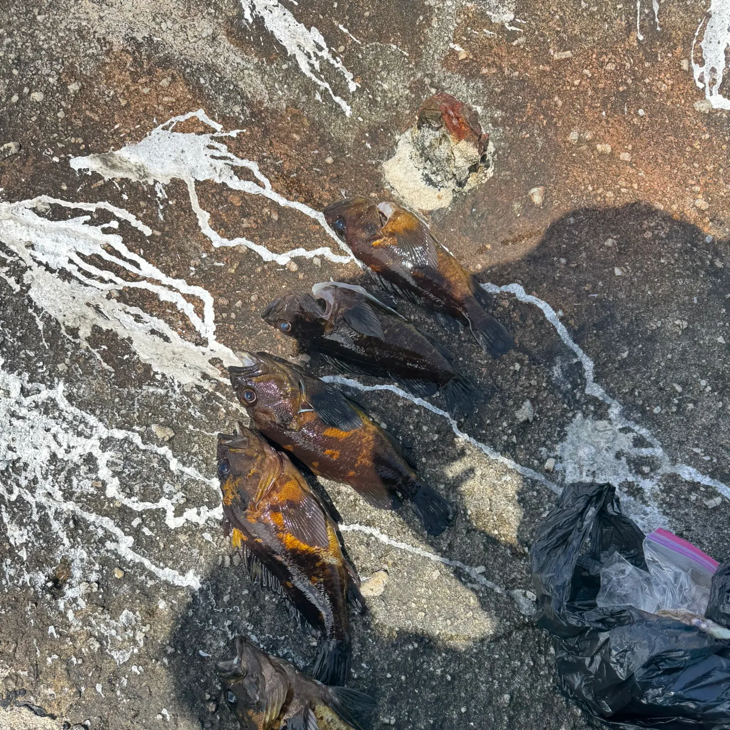 The most recent Black and yellow rockfish catches on Fishbrain