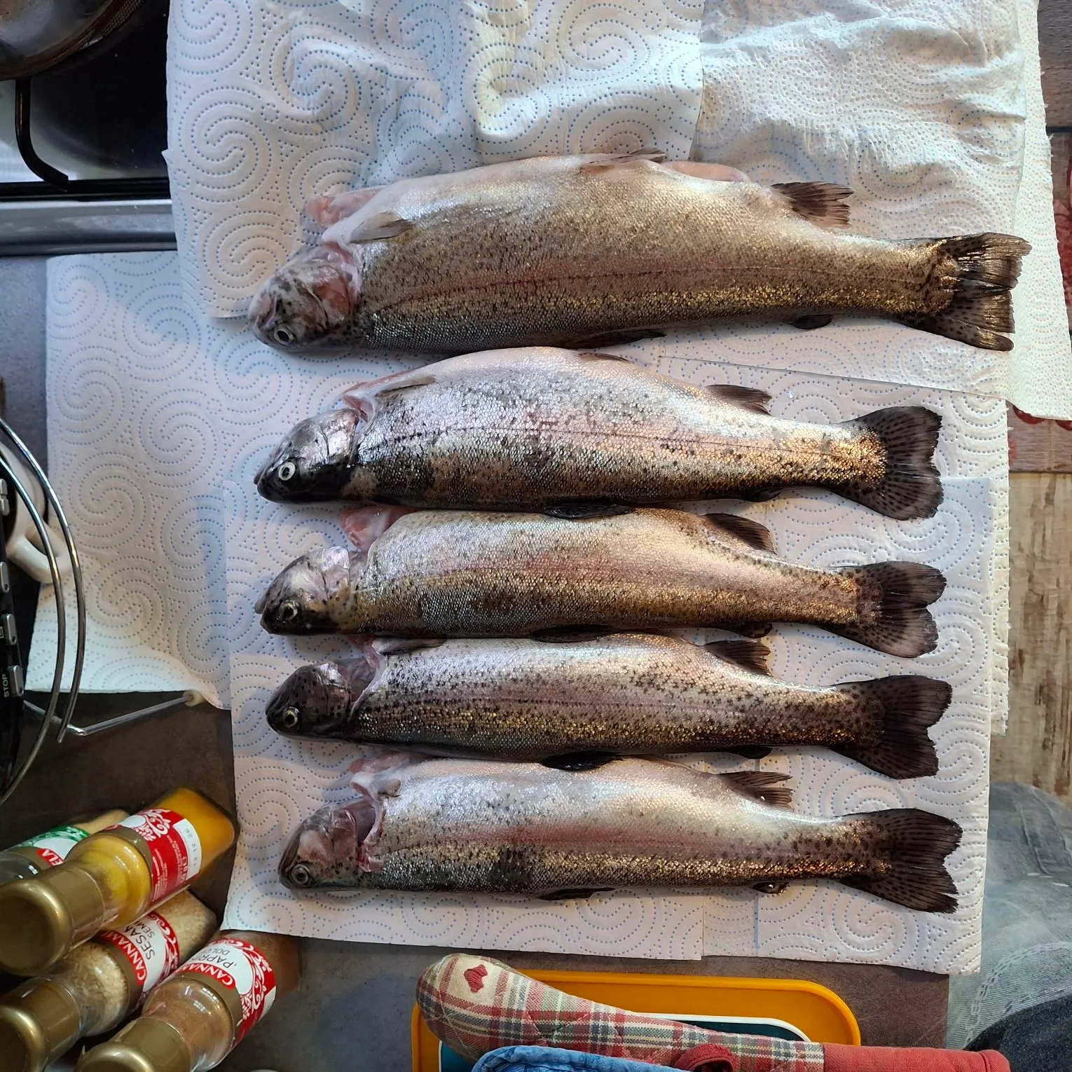 Rainbow trout caught on Fishbrain