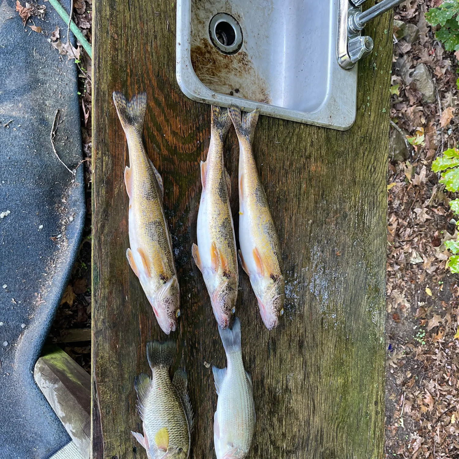 recently logged catches