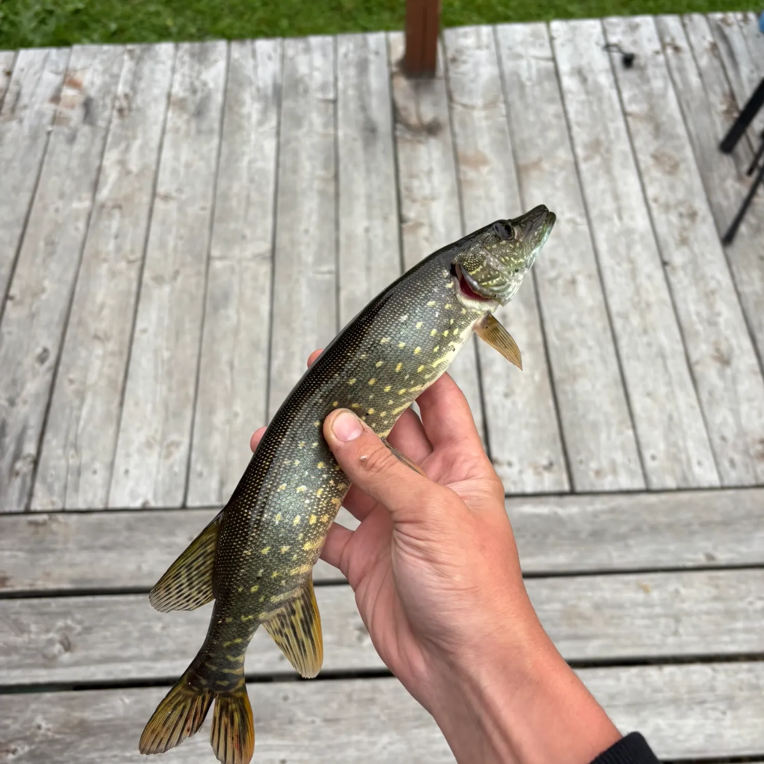 Northern pike caught on Fishbrain
