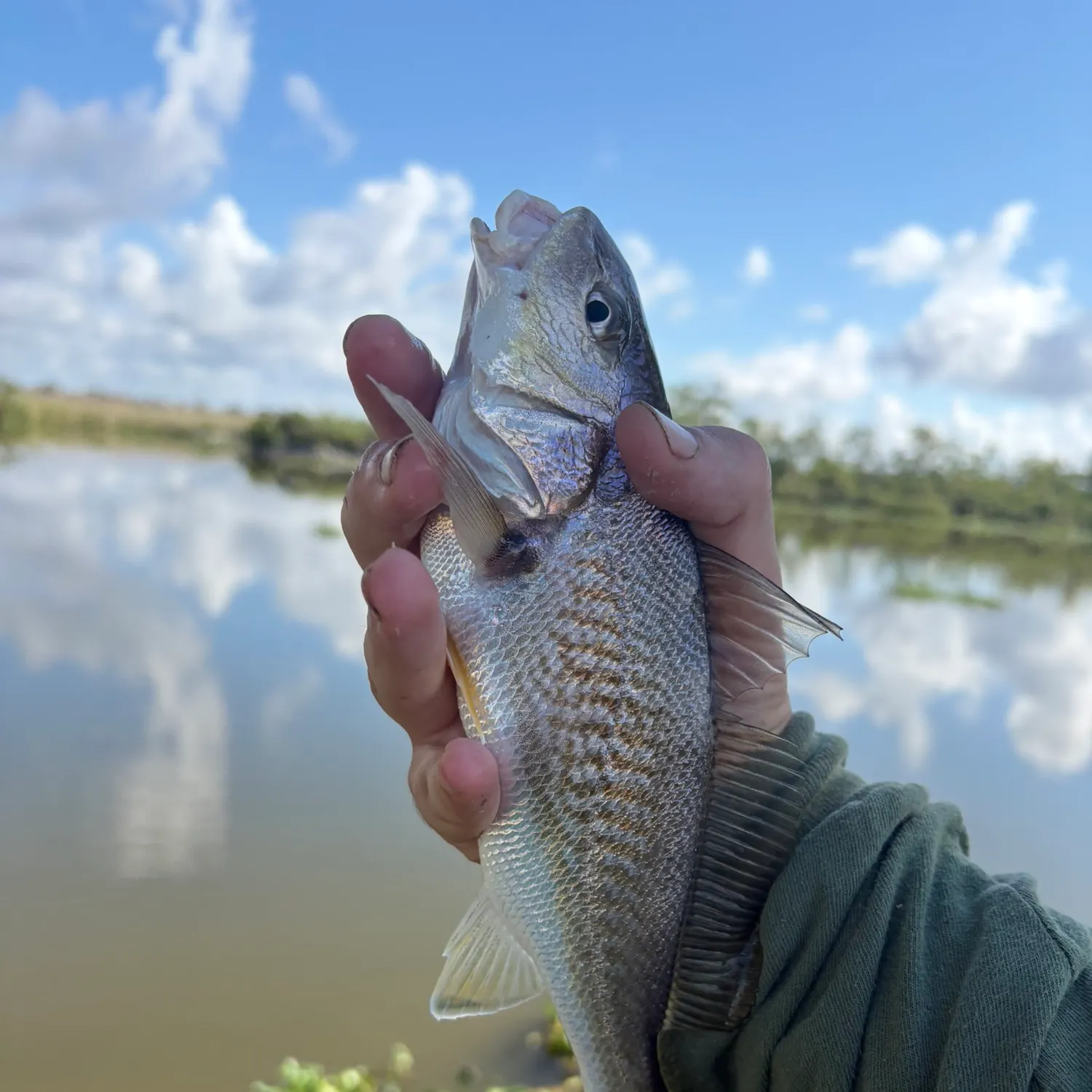 Atlantic croaker caught on Fishbrain