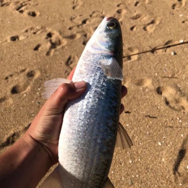 The most recent Striped mullet catches on Fishbrain