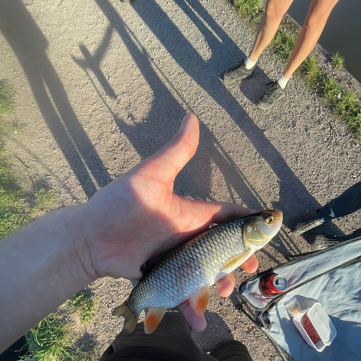 European chub caught on Fishbrain