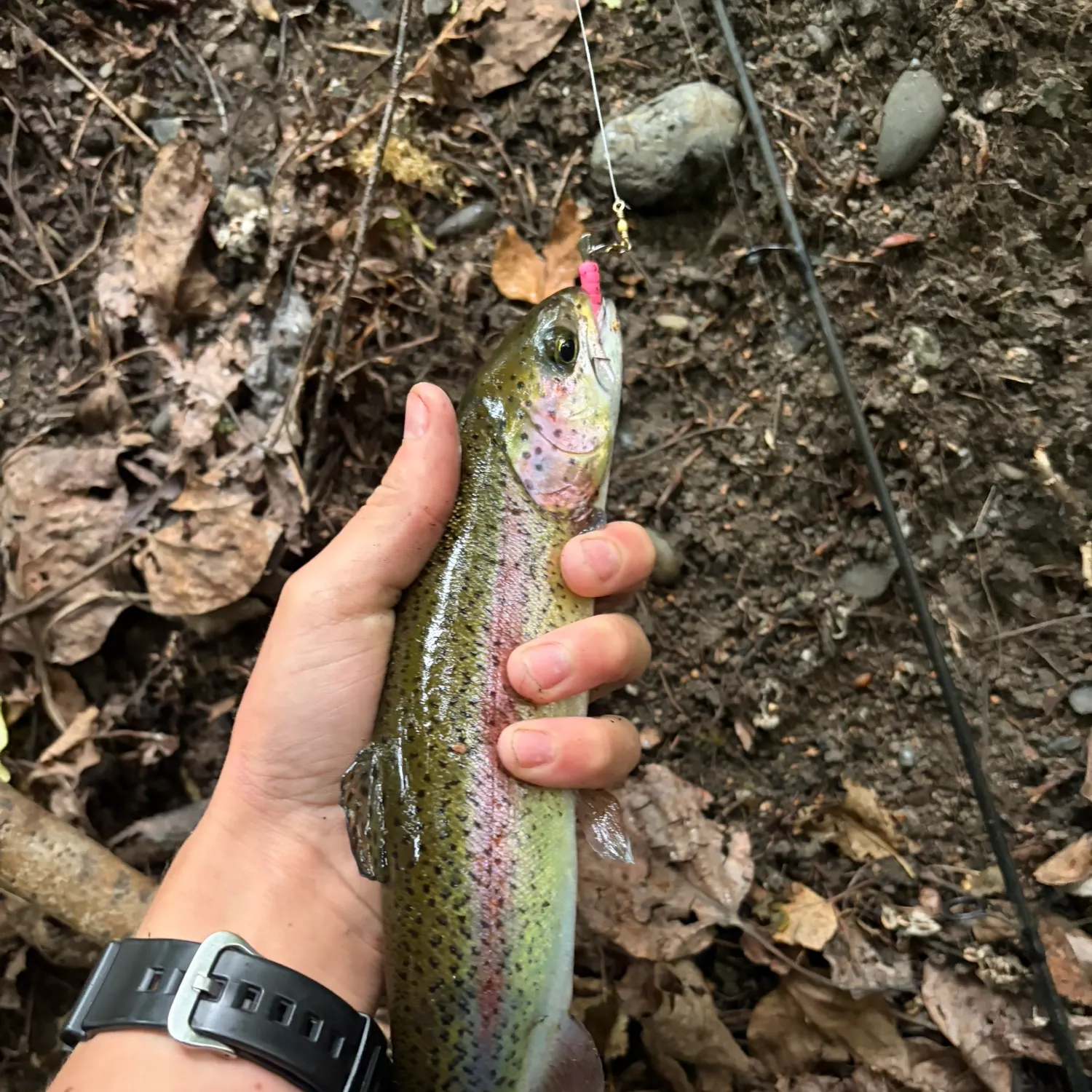 Rainbow trout caught on Fishbrain