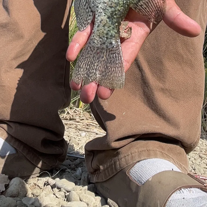 Black crappie caught on Fishbrain
