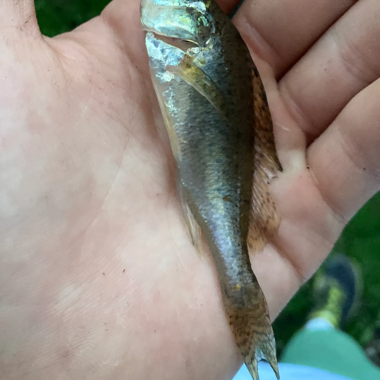 Eurasian ruffe caught on Fishbrain
