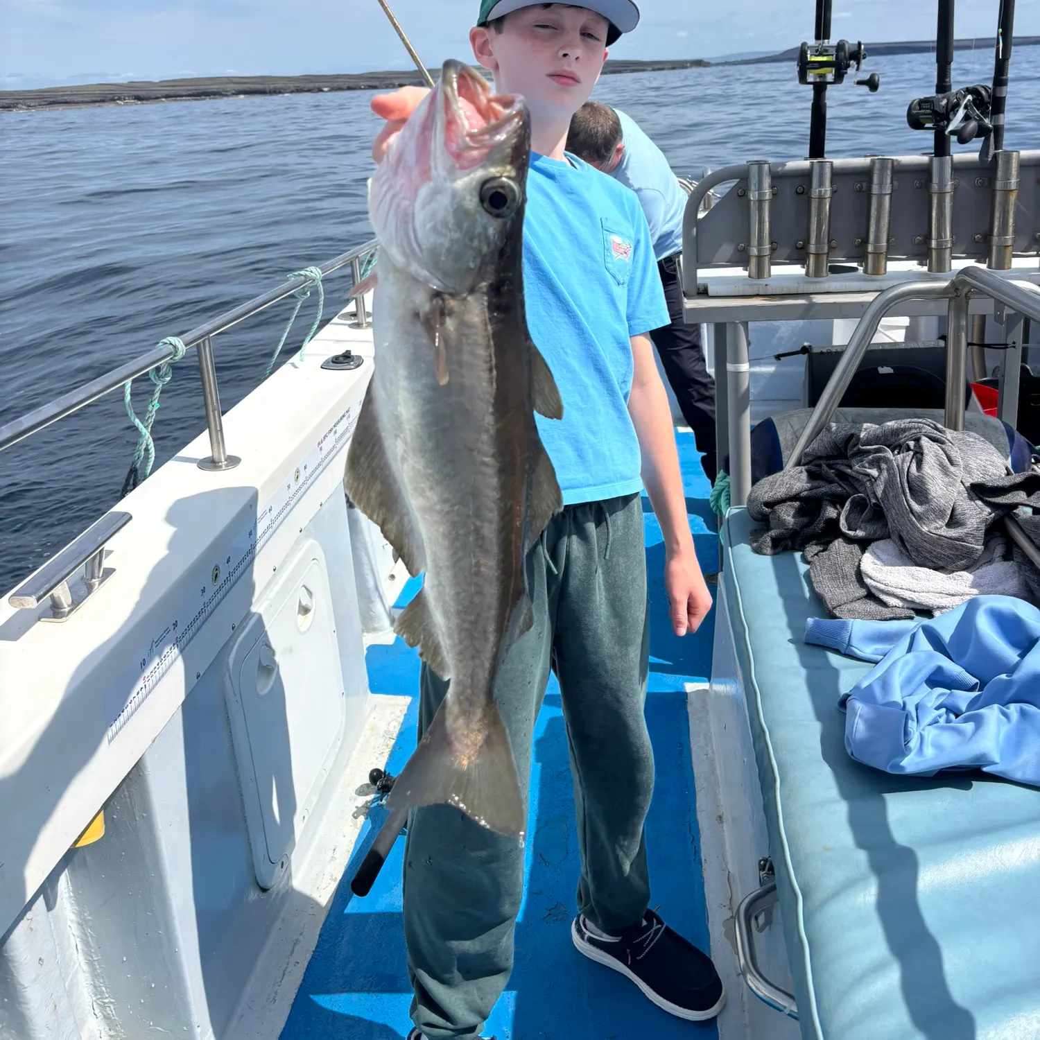 Atlantic pollock caught on Fishbrain