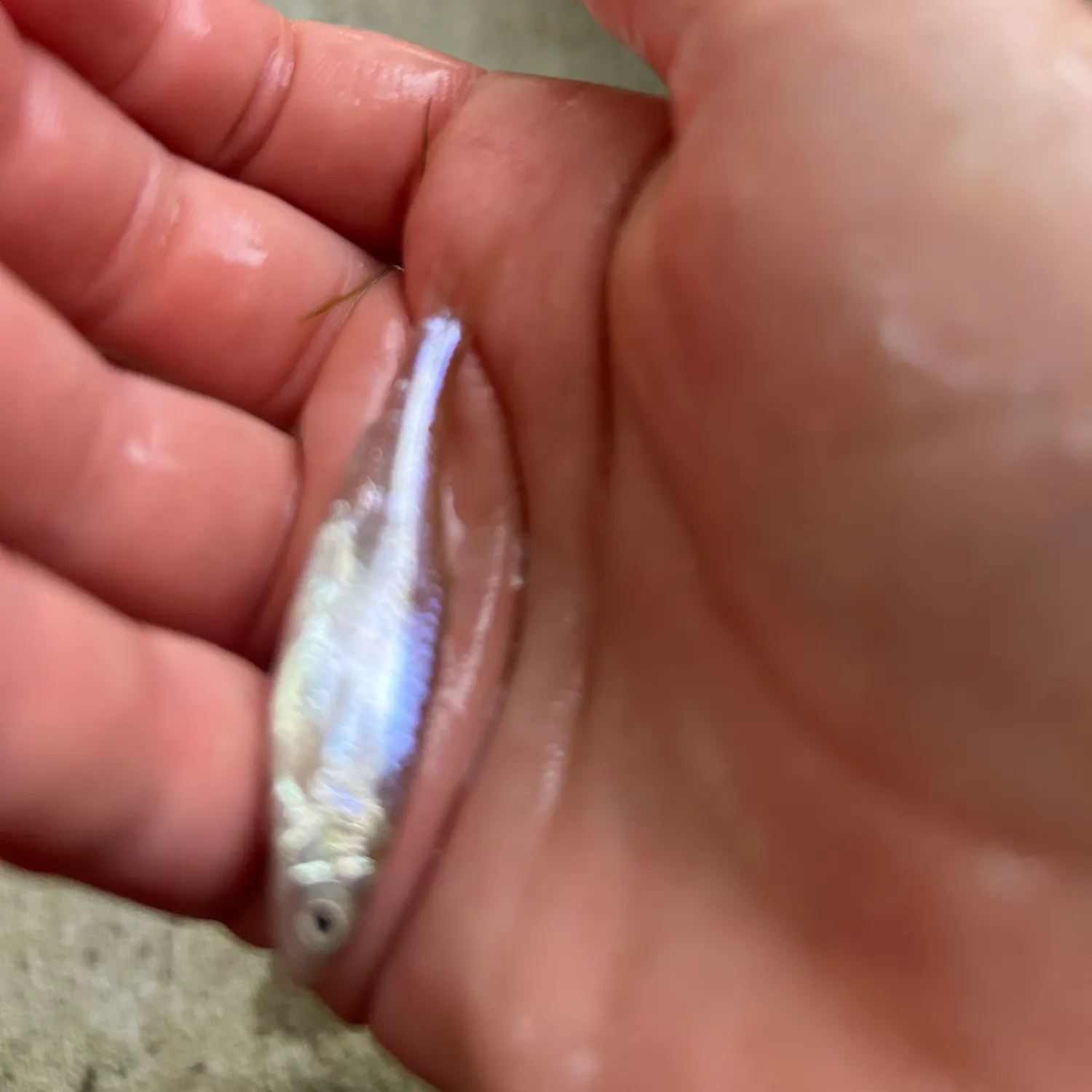 The most recent Sandbar shiner catches on Fishbrain