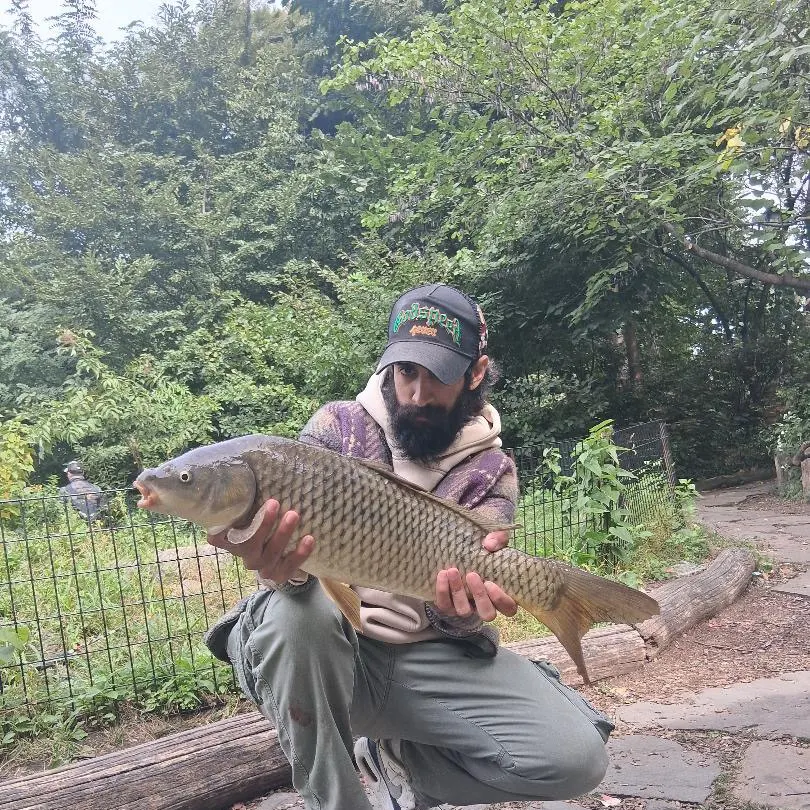 Common carp caught on Fishbrain