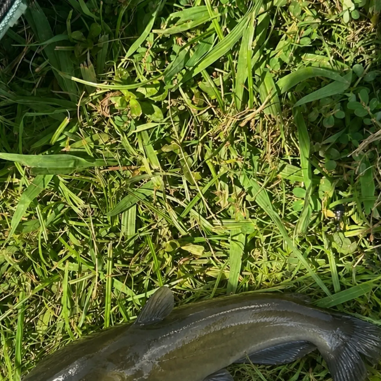 Channel catfish caught on Fishbrain