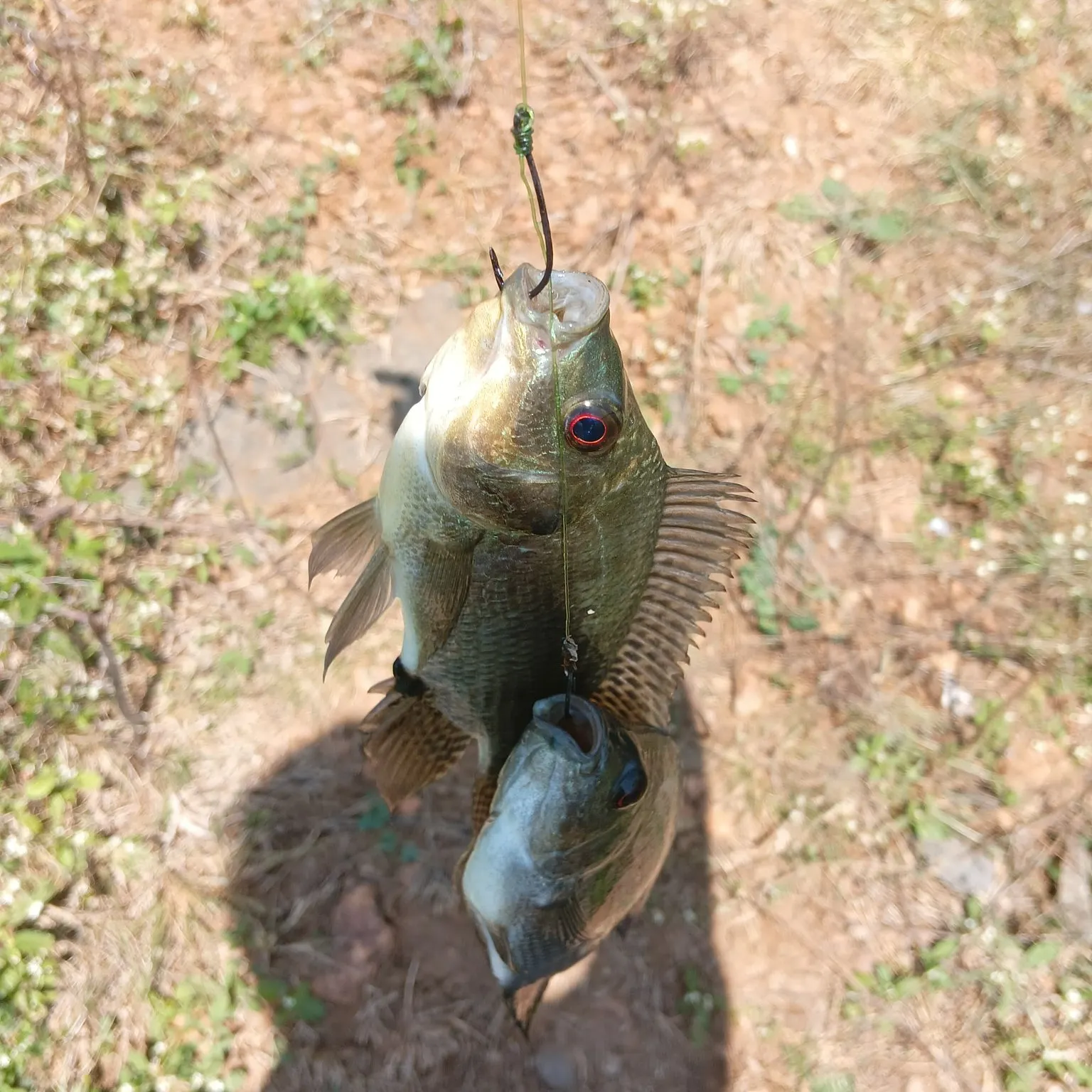 The most recent Nile tilapia catches on Fishbrain