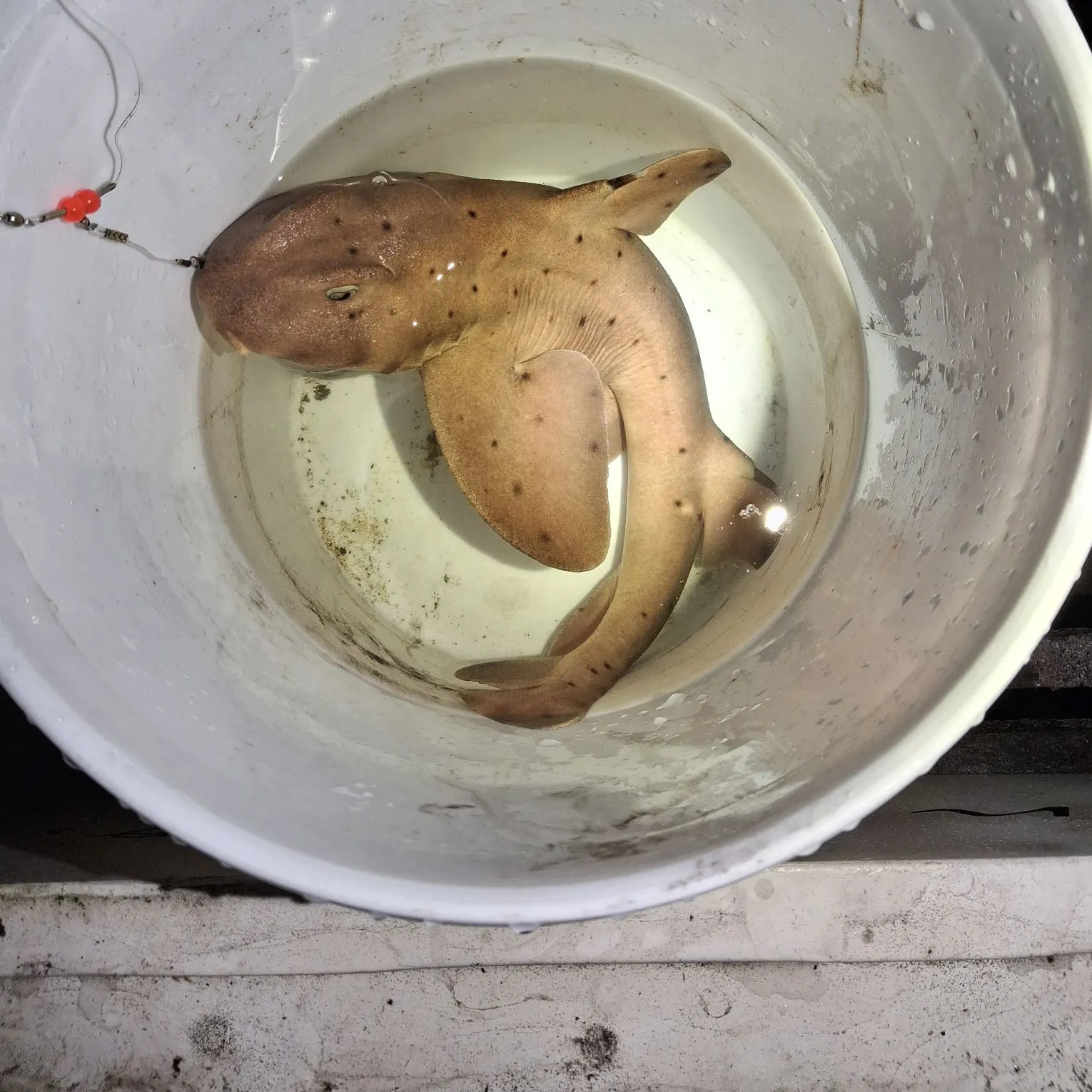 Horn shark caught on Fishbrain