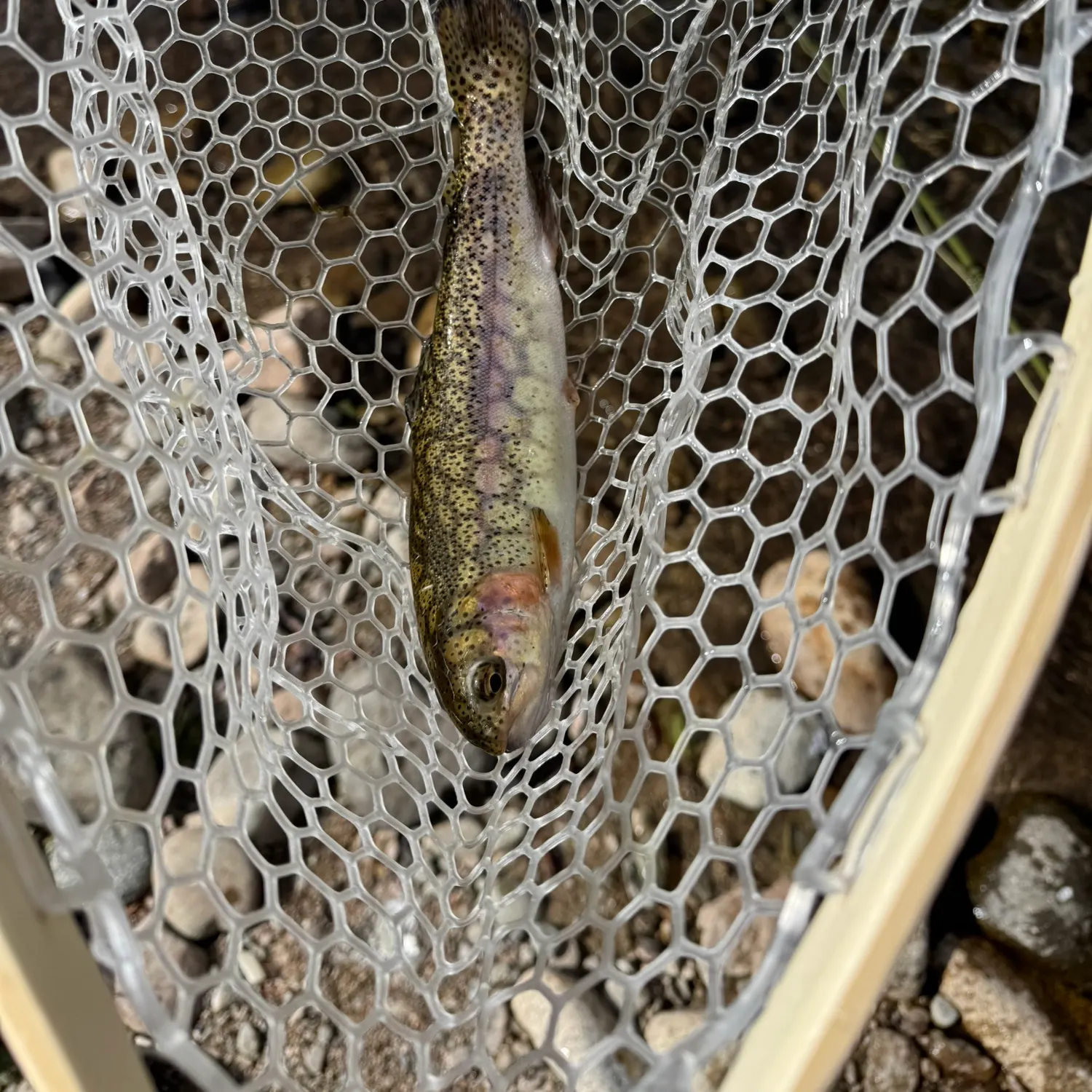 Rainbow trout caught on Fishbrain