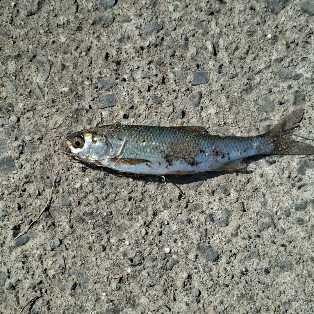 The most recent Common dace catches on Fishbrain