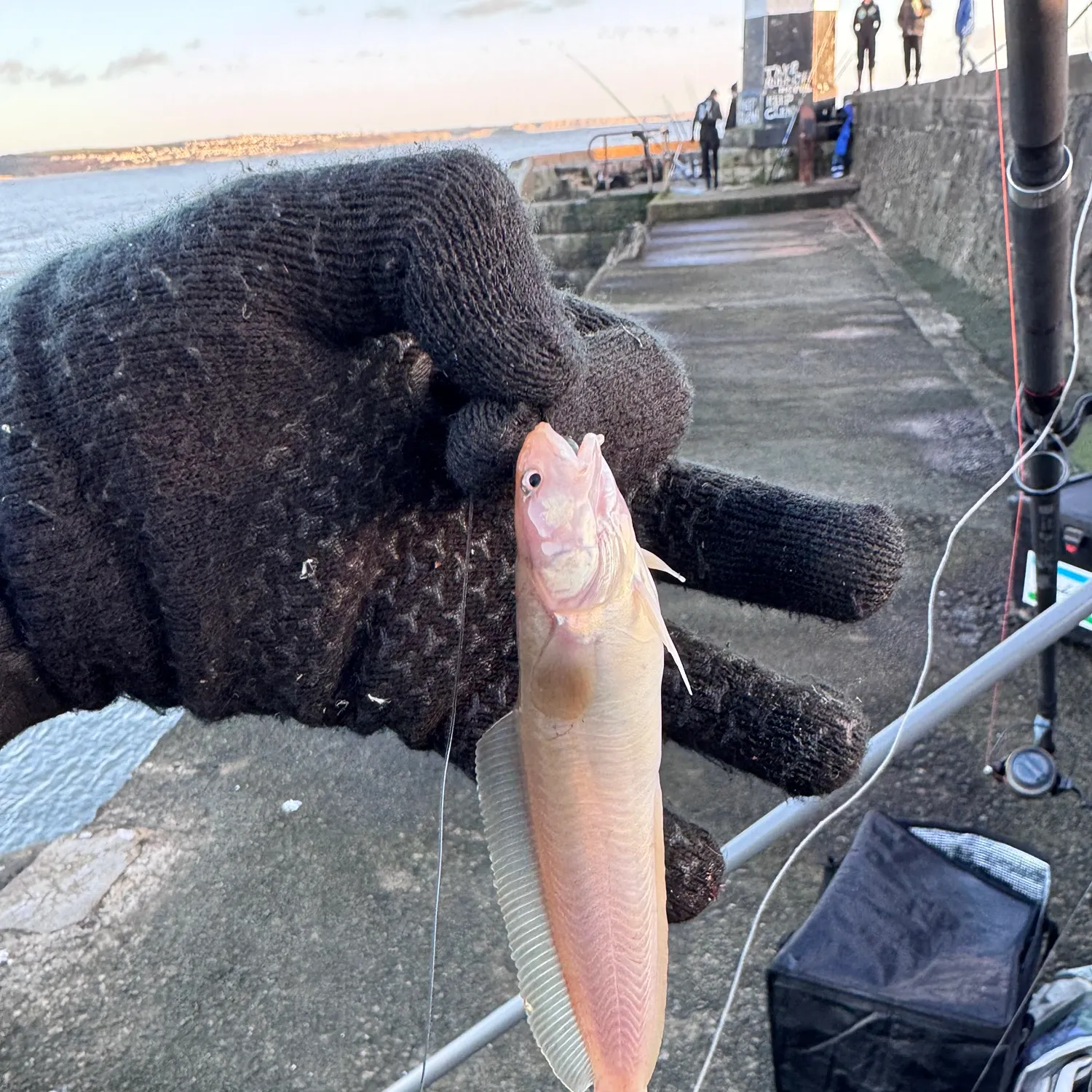 The most recent Fourbeard rockling catches on Fishbrain