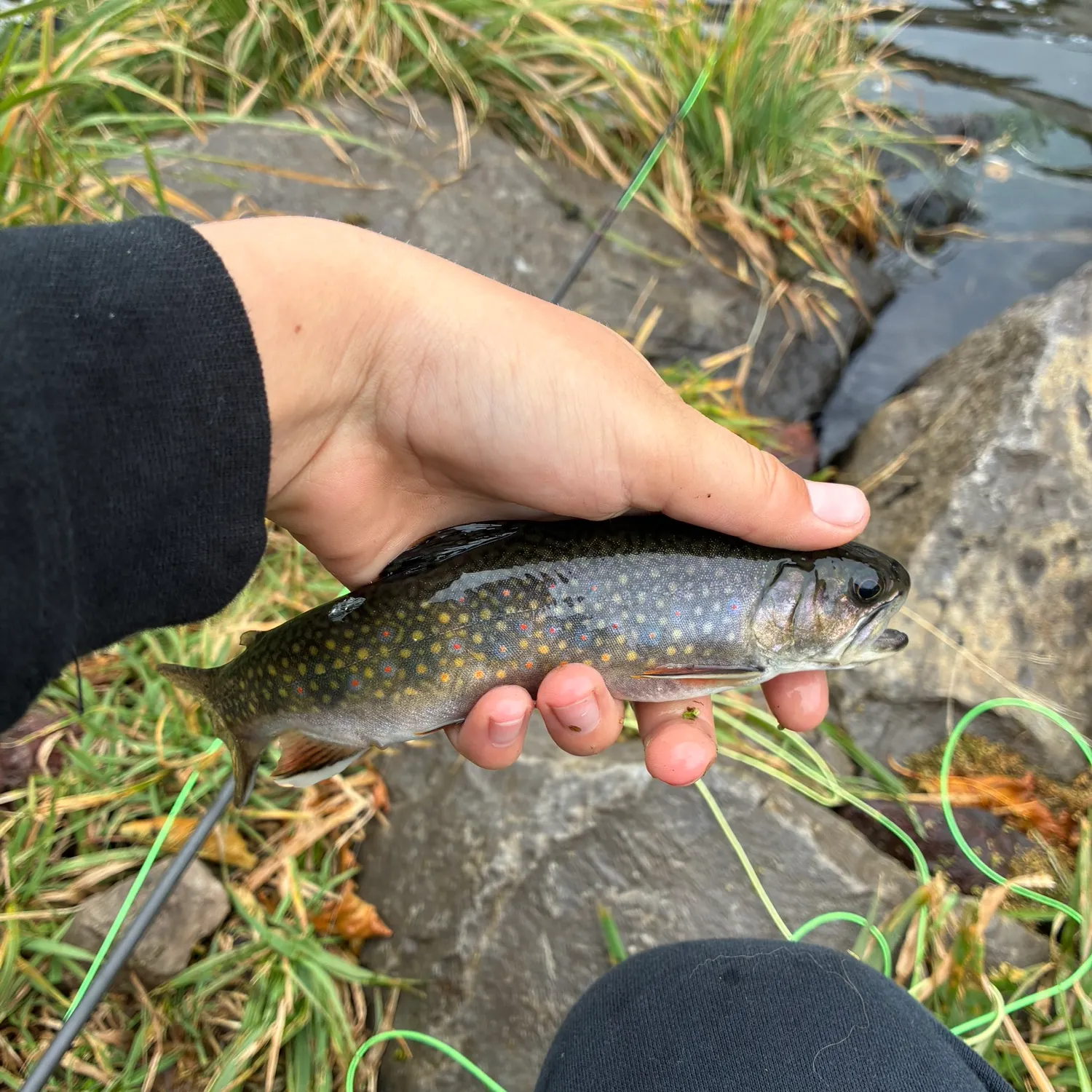 Brook trout caught on Fishbrain