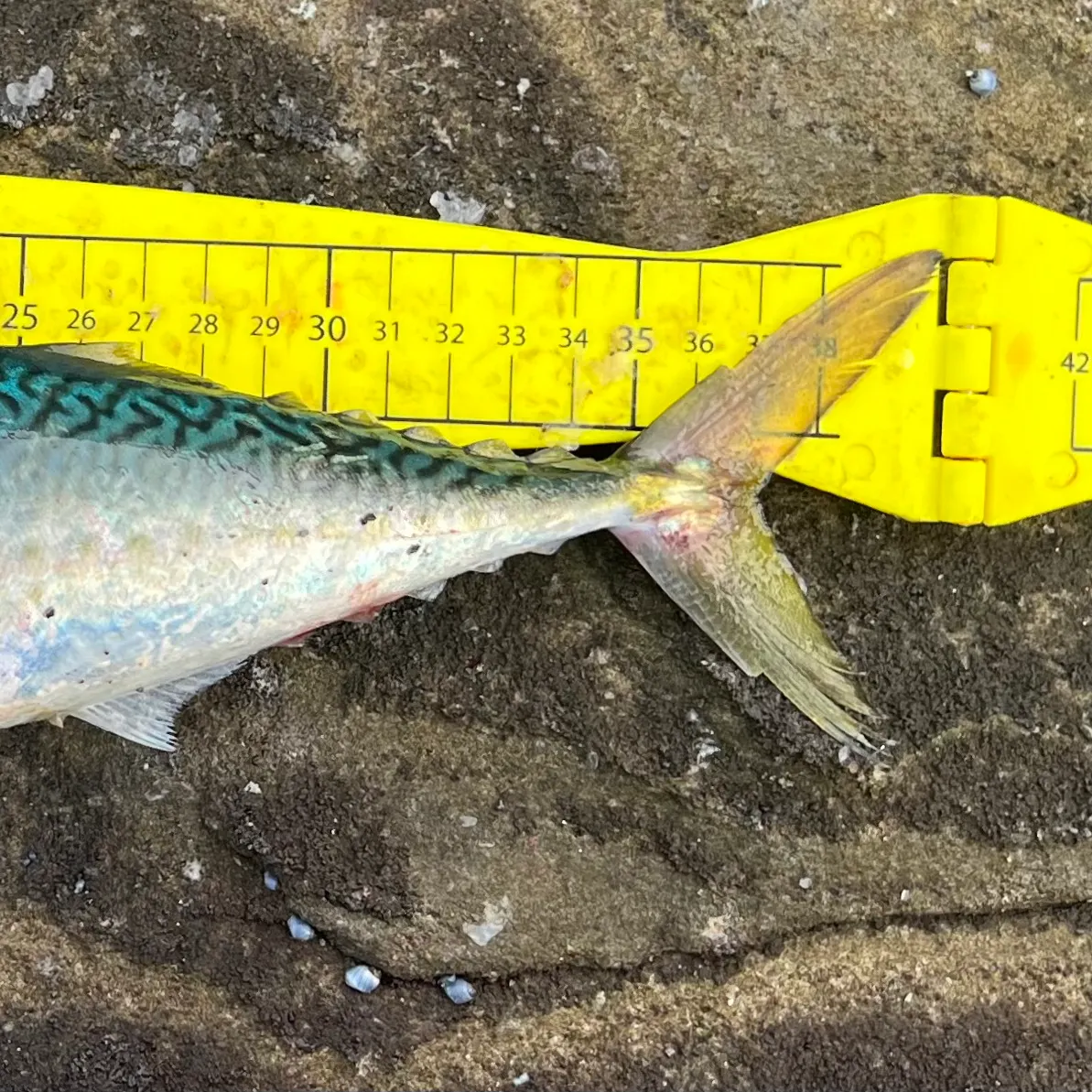 The most recent Blue mackerel catches on Fishbrain