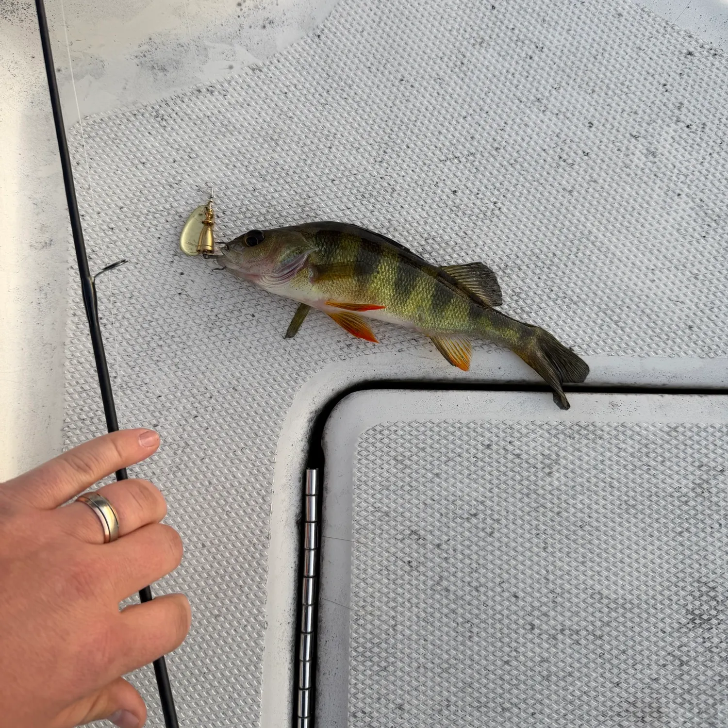 Yellow perch caught on Fishbrain