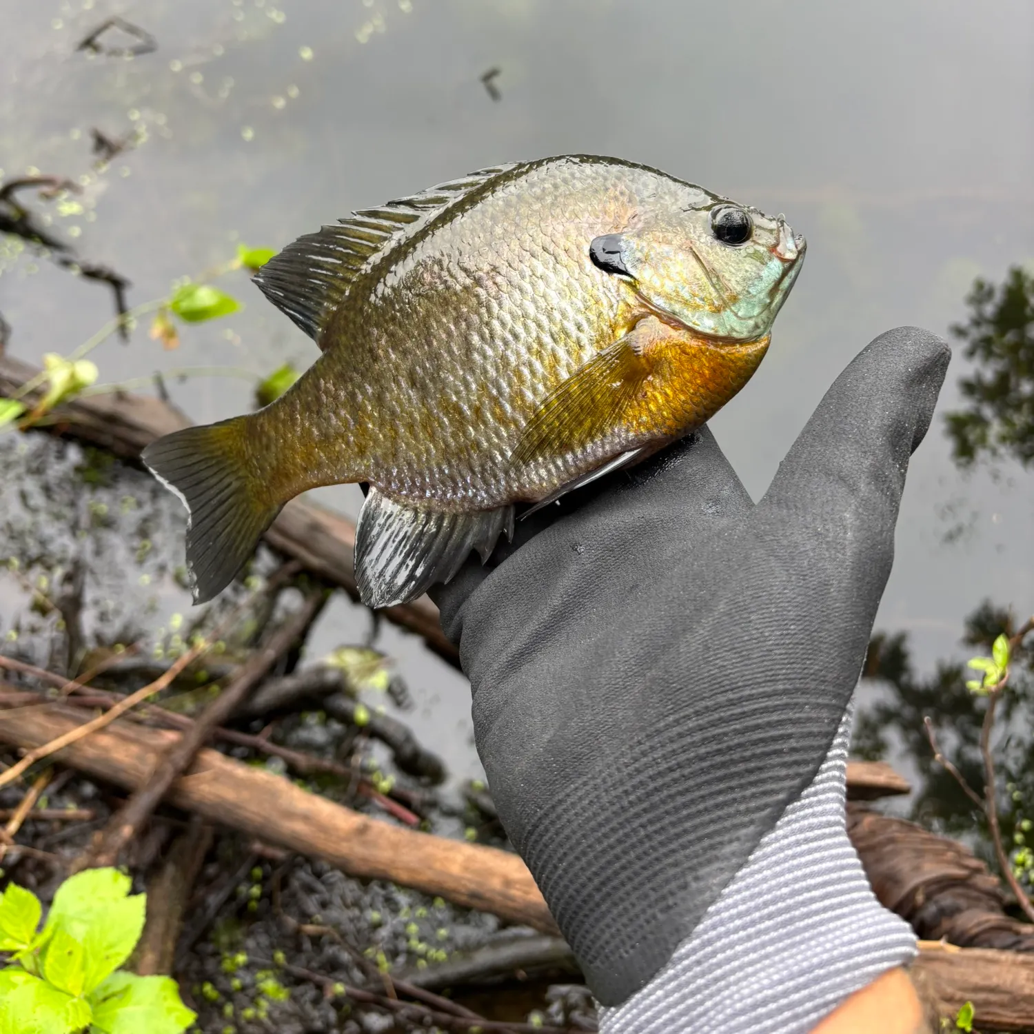 Bluegill caught on Fishbrain
