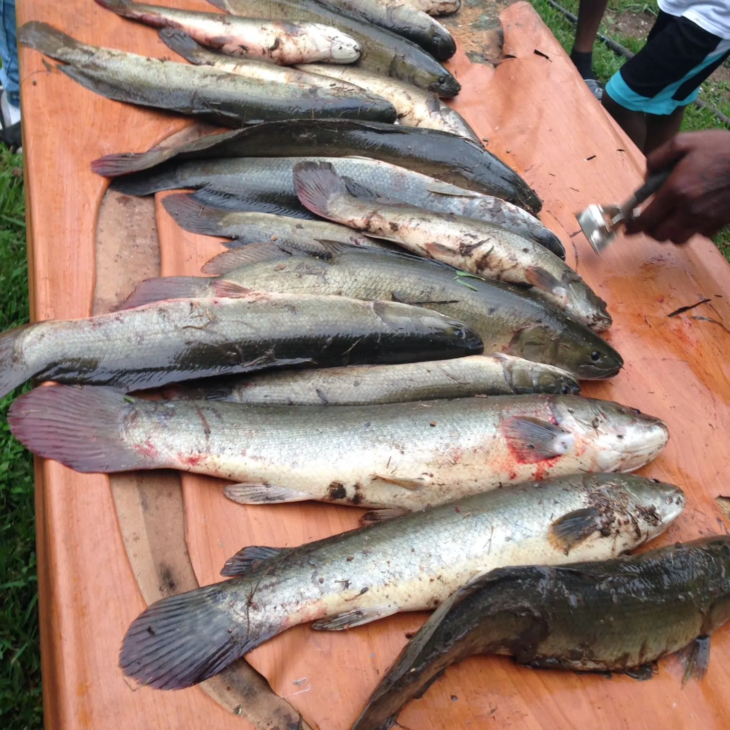 recently logged catches