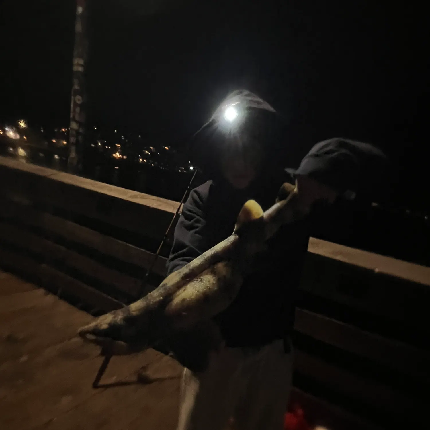 The most recent Swellshark catches on Fishbrain