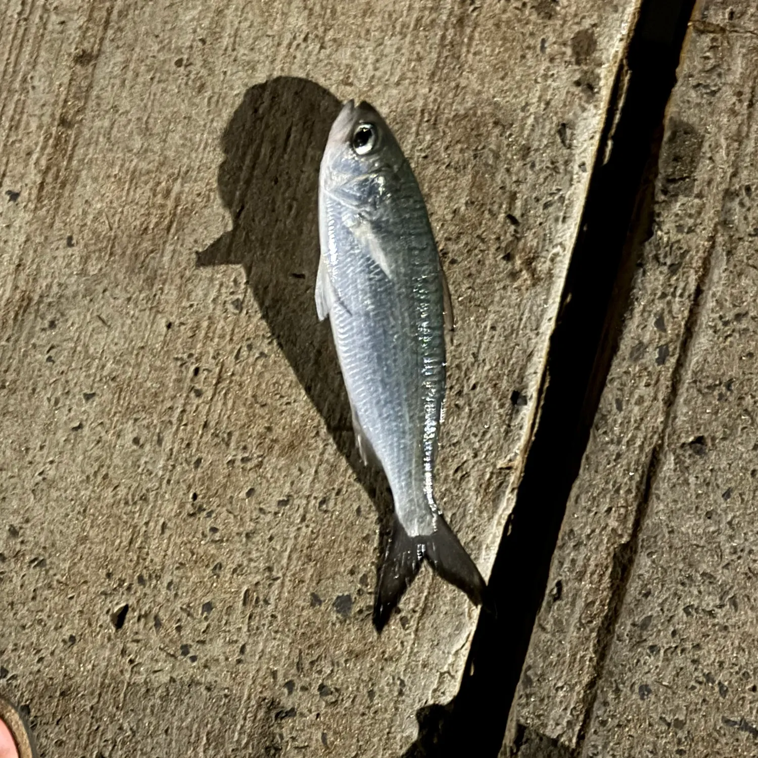 The most recent Atlantic herring catches on Fishbrain