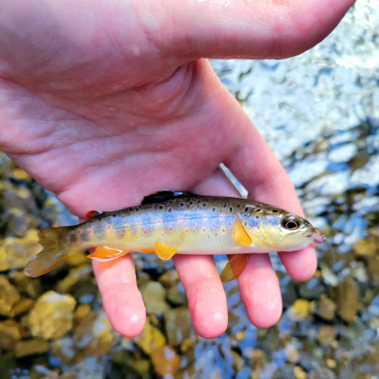 Brown trout caught on Fishbrain