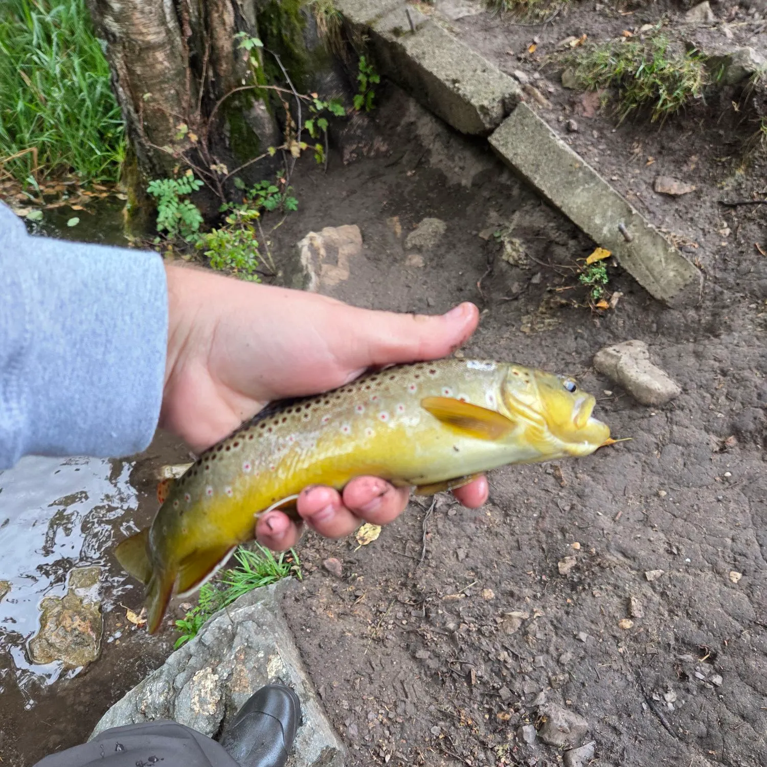Brown trout caught on Fishbrain
