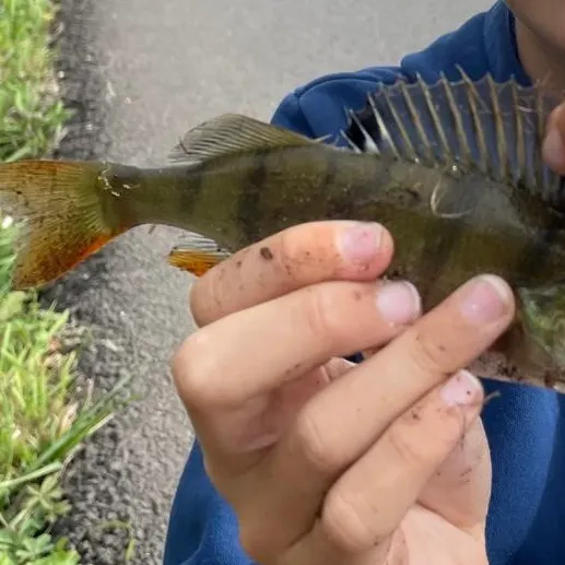European perch caught on Fishbrain