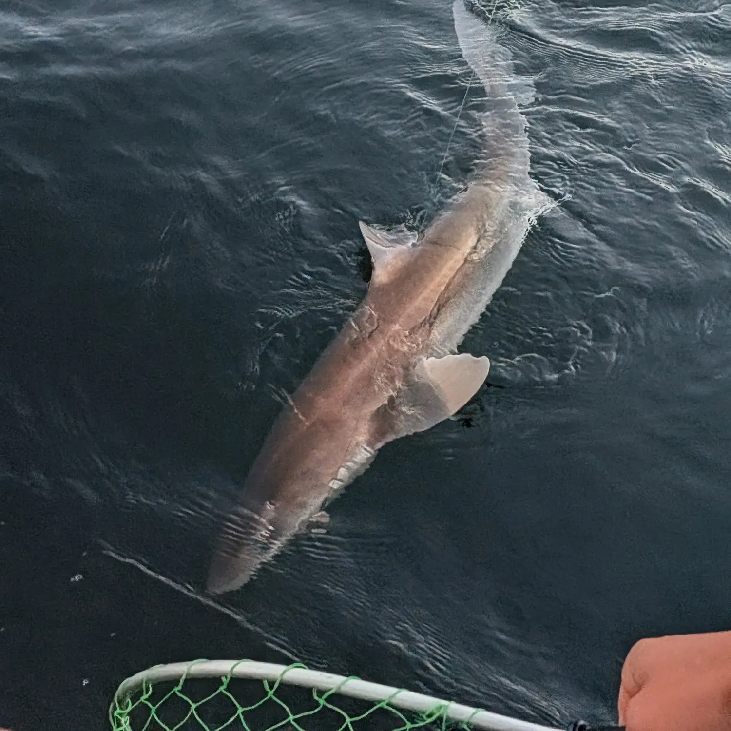 The most recent Pacific spiny dogfish catches on Fishbrain