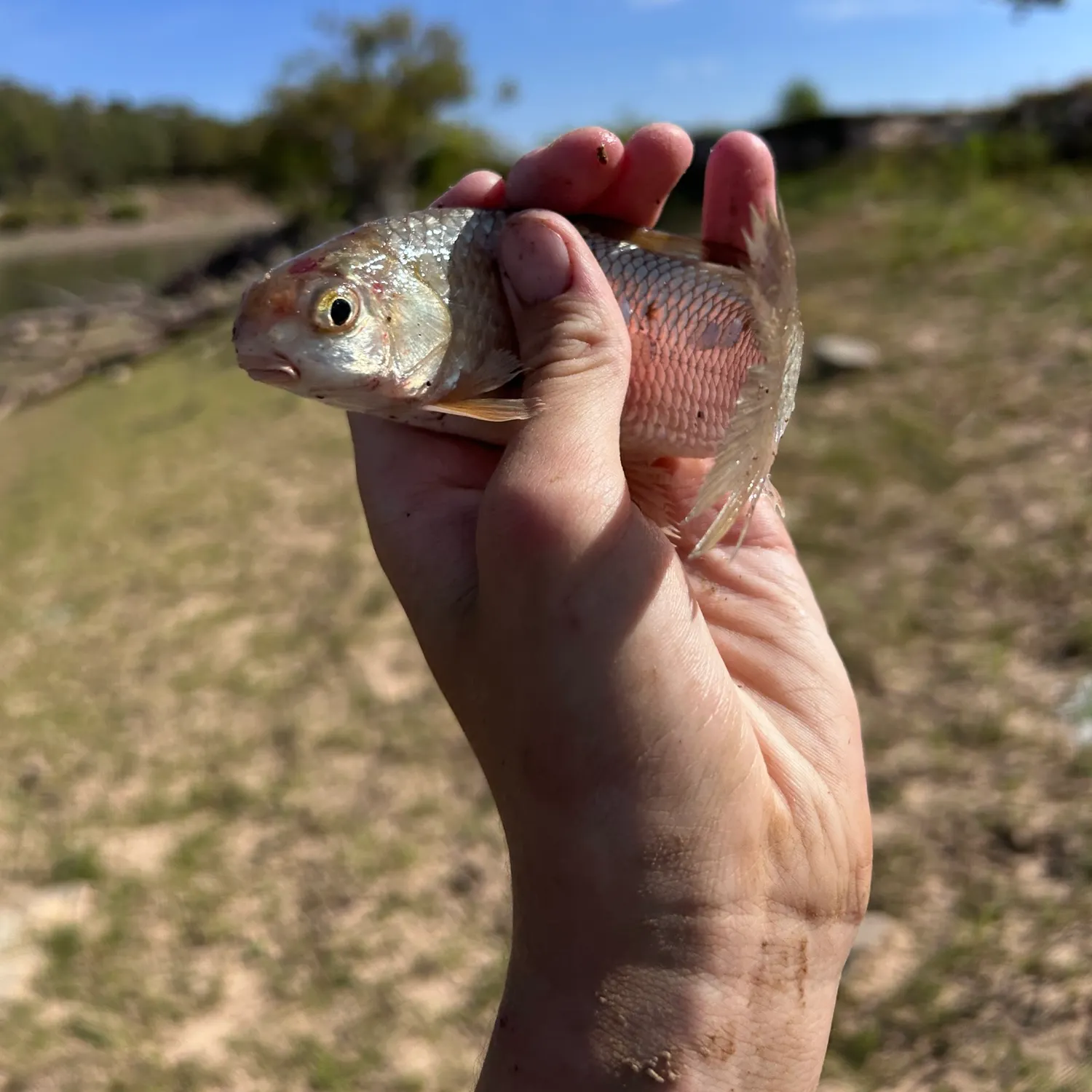 The most recent River carpsucker catches on Fishbrain