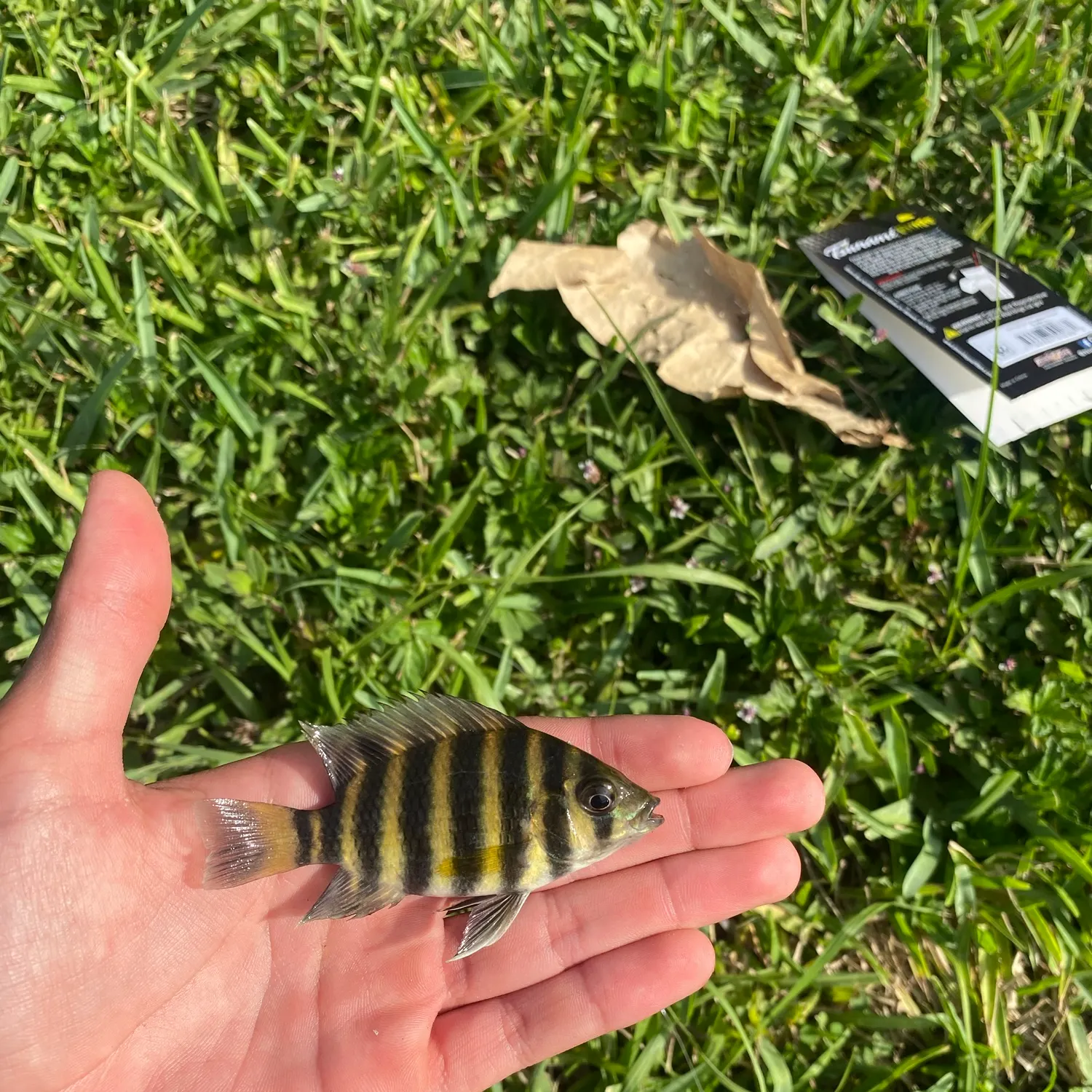 The most recent Zebra tilapia catches on Fishbrain