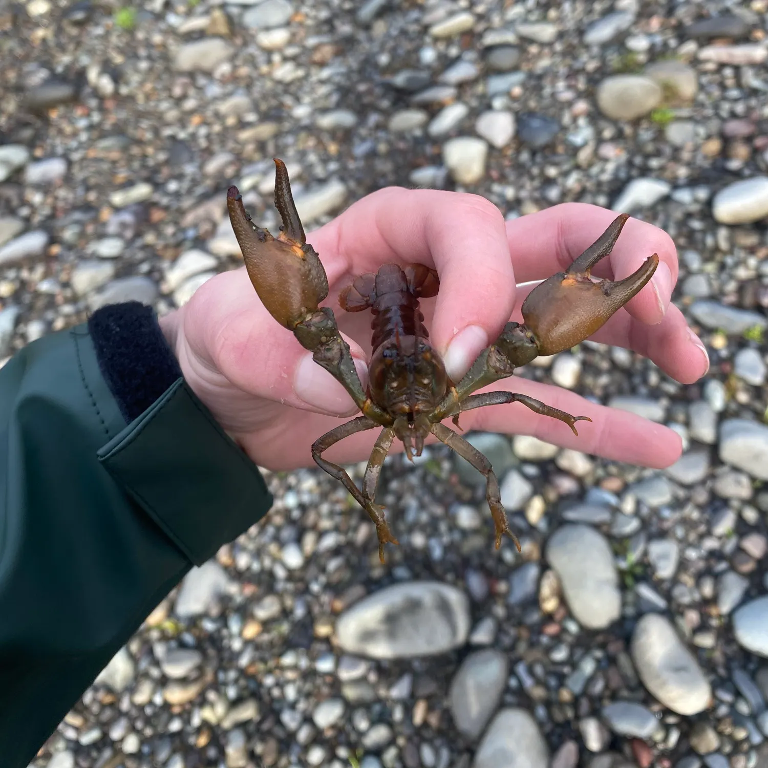The most recent Northern clearwater crayfish catches on Fishbrain
