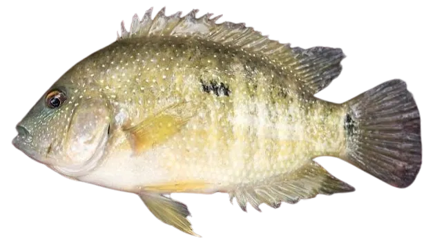 Rio Grande cichlid