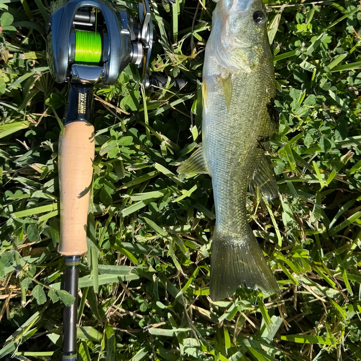 Largemouth bass caught on Fishbrain