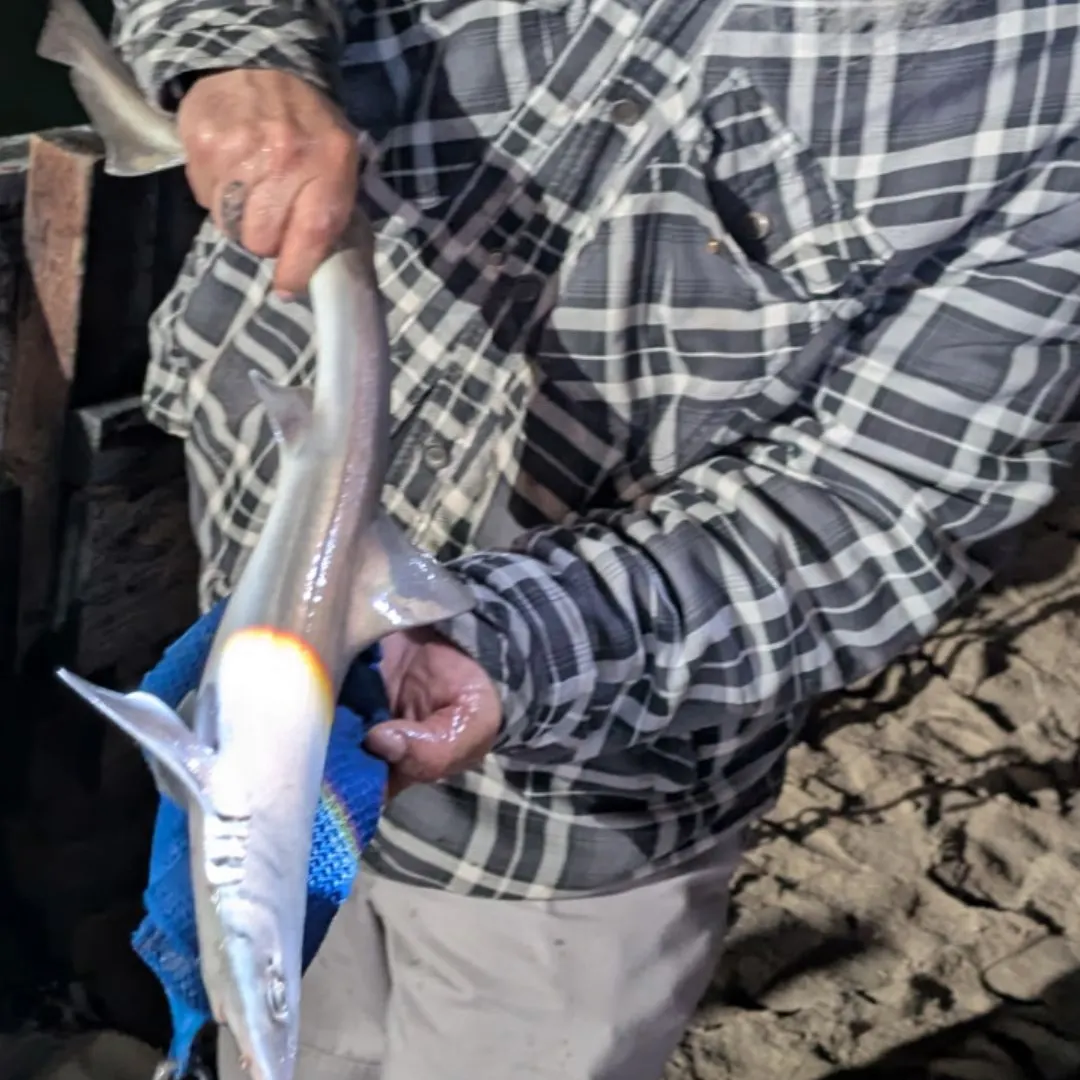 The most recent Grey smooth-hound catches on Fishbrain