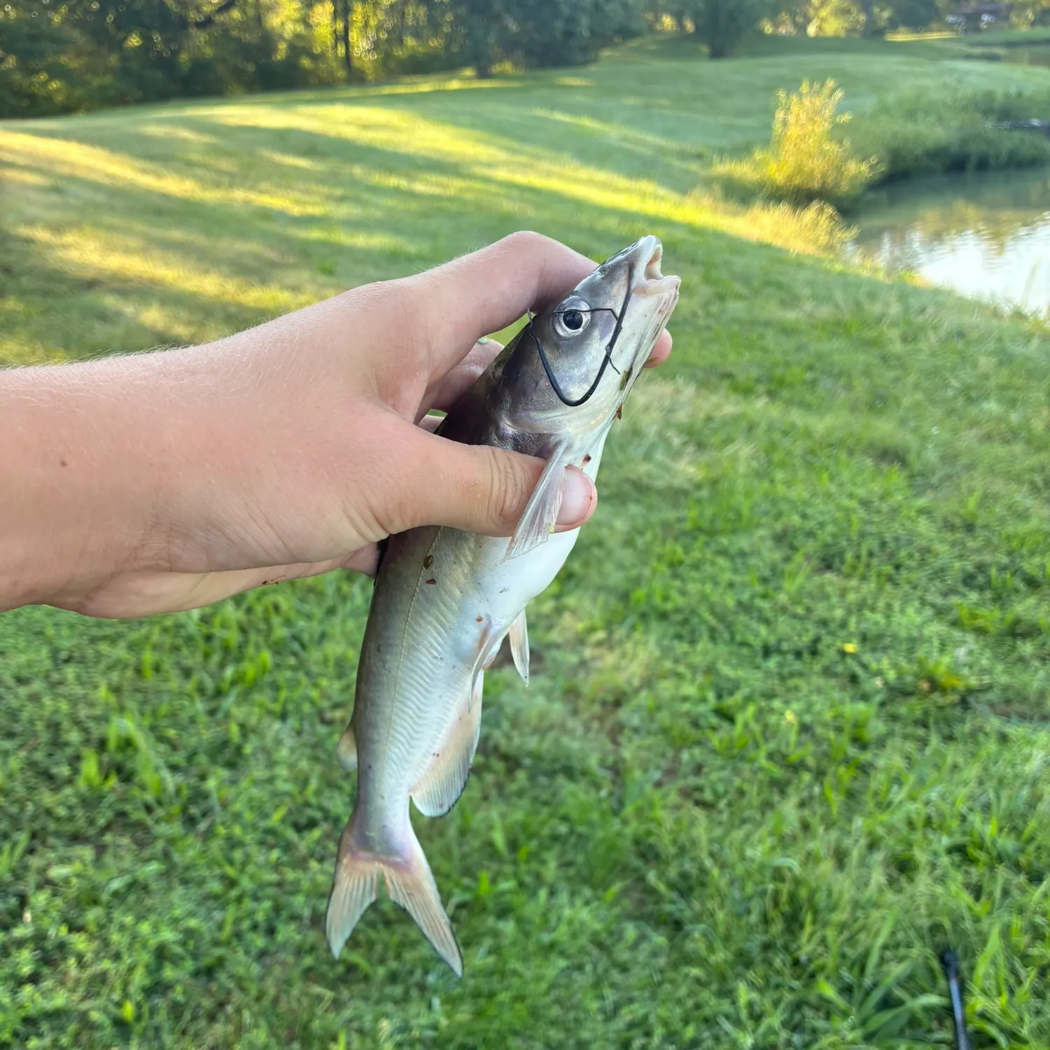 Channel catfish caught on Fishbrain