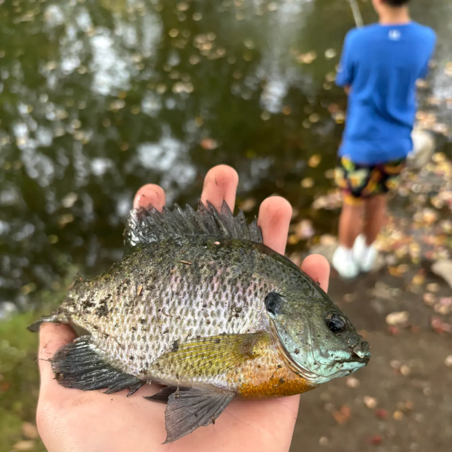 Bluegill caught on Fishbrain
