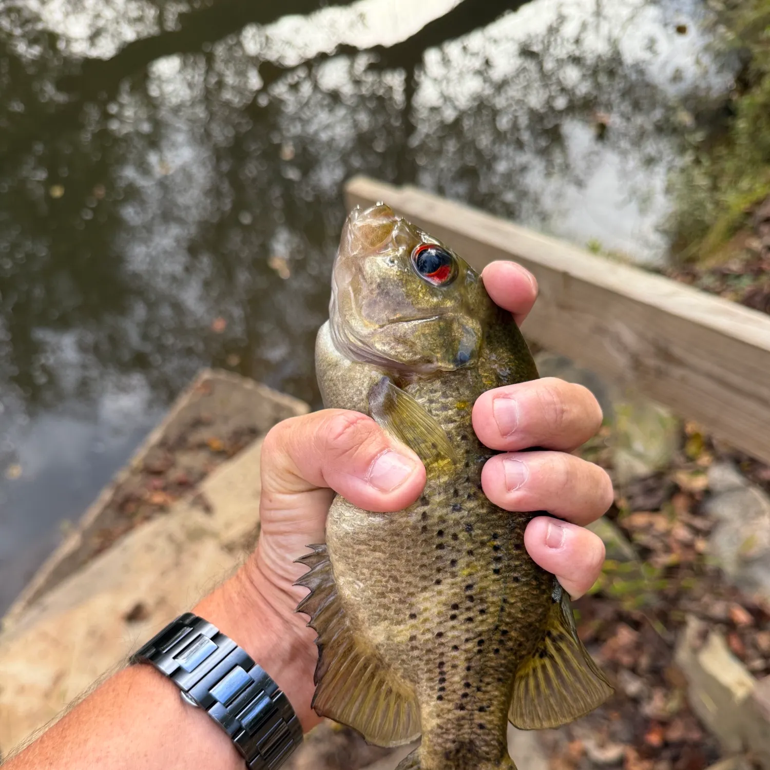 Rock bass caught on Fishbrain