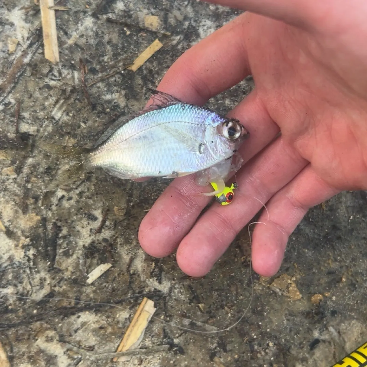 The most recent Scup catches on Fishbrain