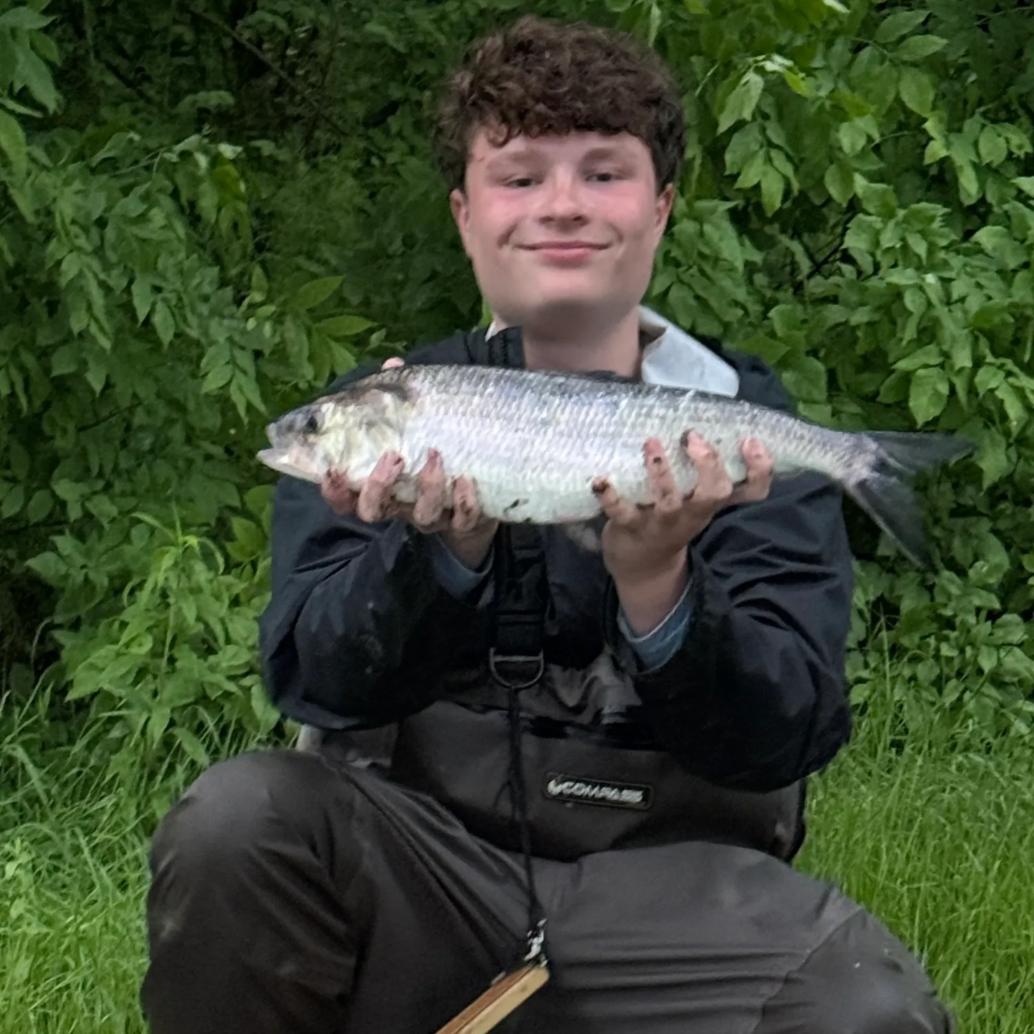 The most recent American shad catches on Fishbrain